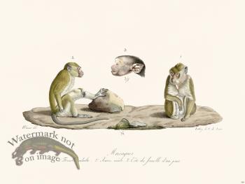 Cuvier 368 Macaques